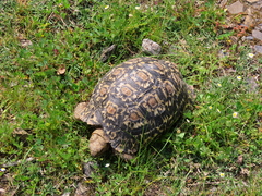 Stigmochelys pardalis