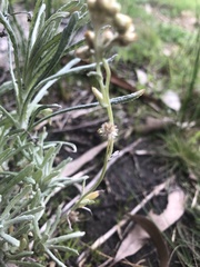 Helichrysum luteoalbum