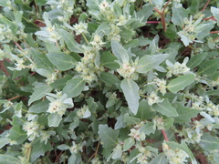 Atriplex laciniata