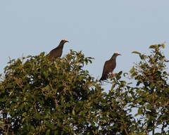 Patagioenas leucocephala