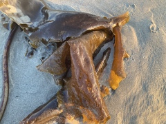 Saccharina latissima