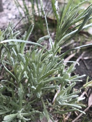 Helichrysum luteoalbum