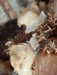 Calcarea