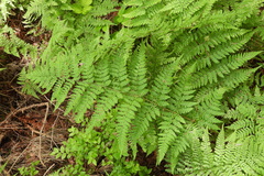 Dryopteris dilatata
