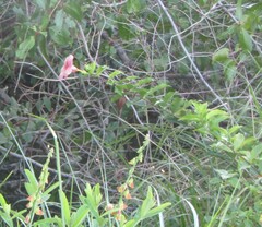 Allamanda blanchetii
