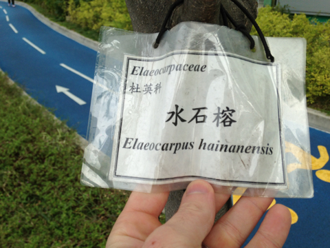 Elaeocarpus hainanensis