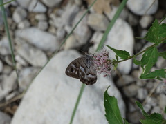 Hipparchia fidia
