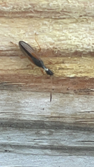 Myodocha serripes