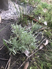 Helichrysum luteoalbum