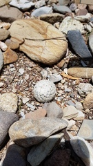 Mammillaria herrerae