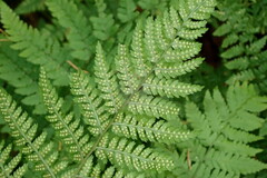 Dryopteris dilatata