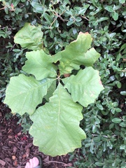 Quercus muehlenbergii