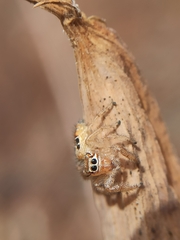 Thyene imperialis