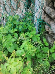 Acalypha ostryifolia