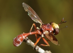 Physocephala vittata