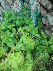 Acalypha ostryifolia