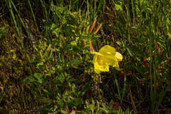 Oenothera glazioviana