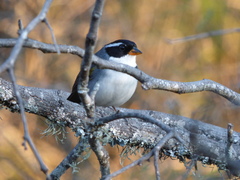 Arremon flavirostris