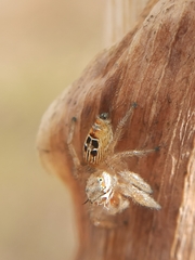 Thyene imperialis