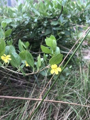 Goodenia ovata