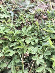 Potentilla reptans