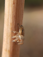 Thyene imperialis