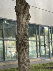 Sciurus carolinensis