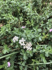 Achillea millefolium