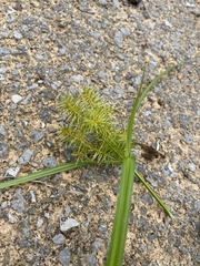 Cyperus strigosus