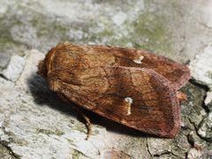 Eriopygodes imbecilla