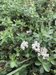 Achillea millefolium