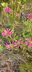 Erica abietina
