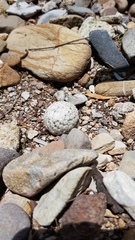 Mammillaria herrerae
