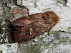 Eriopygodes imbecilla