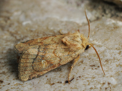 Eriopygodes imbecilla