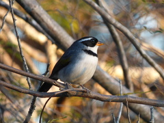 Arremon flavirostris