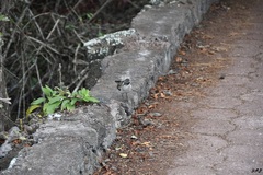Mimus parvulus