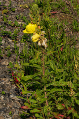 Oenothera glazioviana