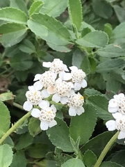 Achillea millefolium