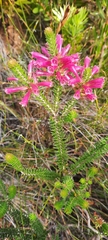 Erica abietina