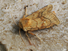 Eriopygodes imbecilla