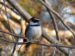 Arremon flavirostris