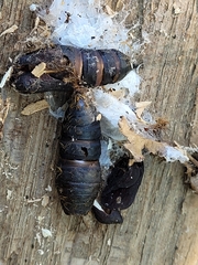 Lymantria dispar