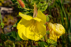 Oenothera glazioviana