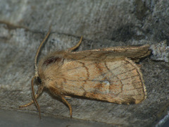 Eriopygodes imbecilla