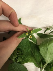 Galinsoga quadriradiata