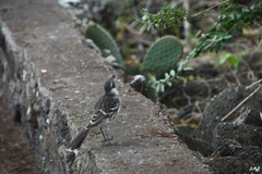 Mimus parvulus