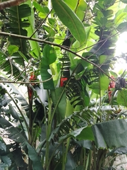 Musa coccinea