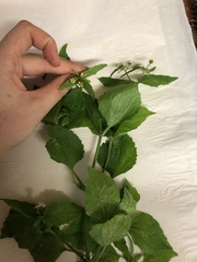 Galinsoga quadriradiata