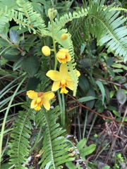 Spathoglottis pubescens